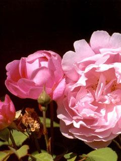 Rose Bud Blooms - wallpaper preview