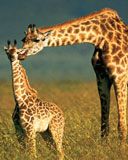 Girafe