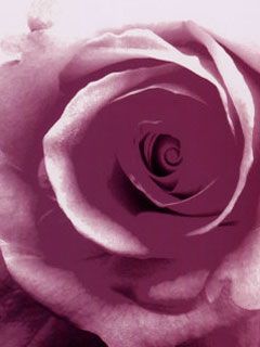 Lilac Rose - wallpaper preview