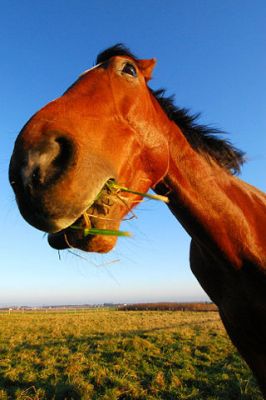 Horse - wallpaper preview