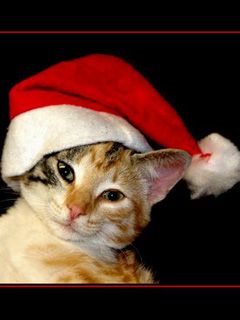 Christmascat - wallpaper preview