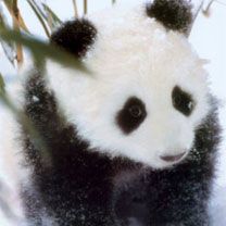 Baby Panda  - wallpaper preview