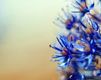 Blossom Ice Blue 