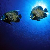 French Angelfish - wallpaper preview