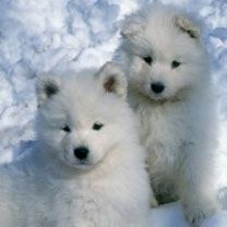 Samoyed Pups  - wallpaper preview