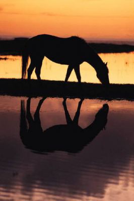 Horse - wallpaper preview
