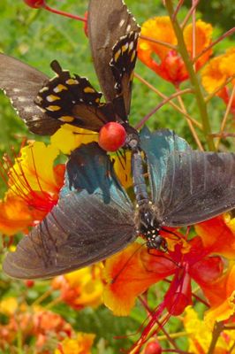 Pride Of Barbados  - wallpaper preview