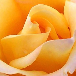 Yellow Rose