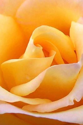 Yellow Rose - wallpaper preview