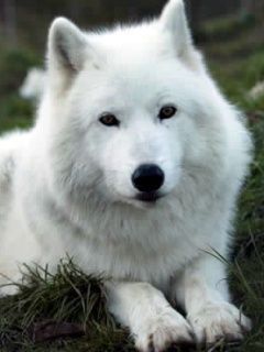 Wolfie - wallpaper preview