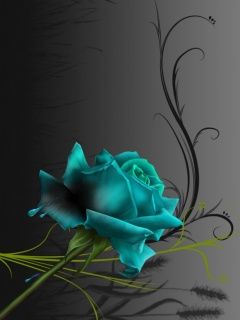 Blue Rose - wallpaper preview