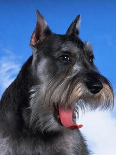 Schnauzer - wallpaper preview