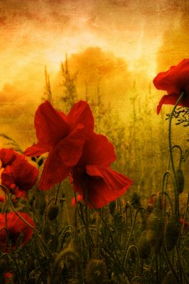 Poppy - wallpaper preview