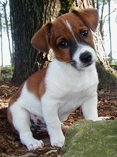 Jack Russell Terrier - wallpaper preview