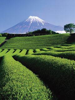 Mount Fuji Green Tea  - wallpaper preview