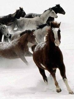Horse - wallpaper preview