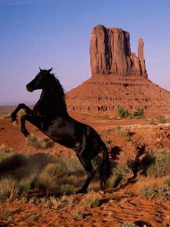 Horse - wallpaper preview