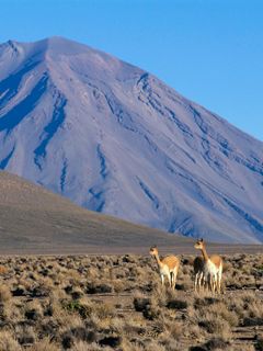 Vicuna Pair Misti Volcano - Peru - wallpaper preview