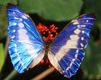 Blue Butterfly