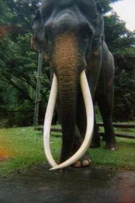 Cambodge elephants  - wallpaper preview