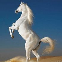 Horse - wallpaper preview