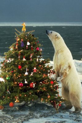 Merry Christmas - wallpaper preview