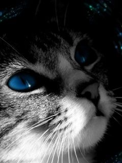 Cat - wallpaper preview