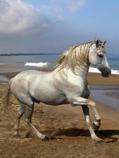 Horse - wallpaper preview