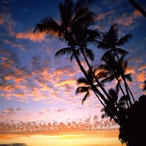 Tramonto tropicale con palme