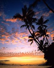 Tramonto tropicale con palme