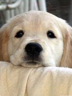 Cucciolo di Golden Retriever Adorabile - wallpaper preview