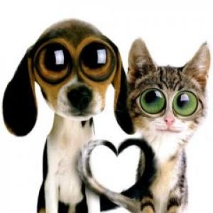 Cane e Gatto Carini