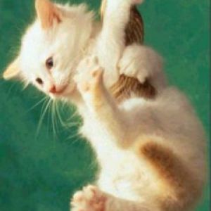 Gattino Giocoso Appeso a una Fune