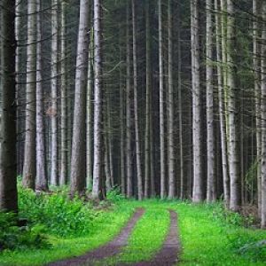 Sentiero Forestale Serene