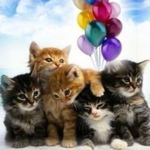 Gattini Carini con Palloncini