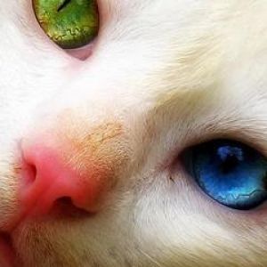 Occhi di Gatto Unici