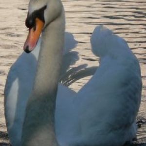 Cigno Elegante sull'Acqua