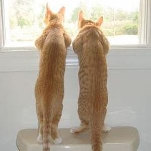 Gatti Curiosi alla Finestra