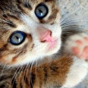 Gattino Carino con Occhi Blu