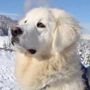 Cane Bianco Maestoso nella Neve