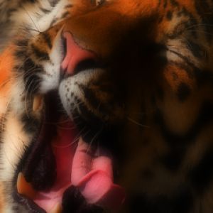 Maestoso Tigre che Sbadiglia