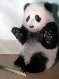 Cucciolo di Panda Carino