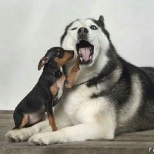 Cani Carini che Giocano Insieme