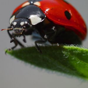 Fotografia Ravvicinata di Coccinella