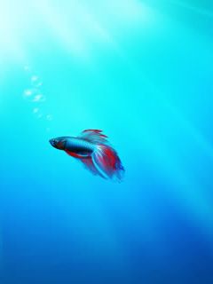 Pesce Betta Colorato Sott'acqua