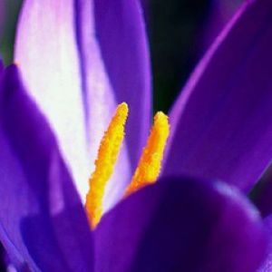 Fiore Viola Vivace