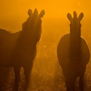 Zebre al Tramonto