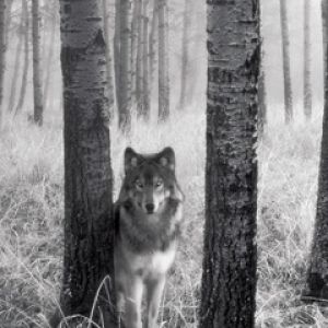Lupo nella Foresta Nebbiosa