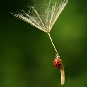 Coccinella su seme di dente di leone