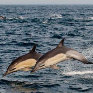 Delfini che saltano nell'oceano